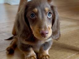 Teckelpuppy's zoeken een liefdevol thuis.