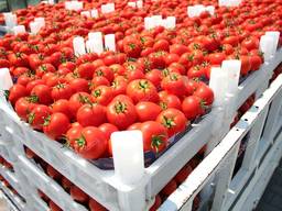Tomate