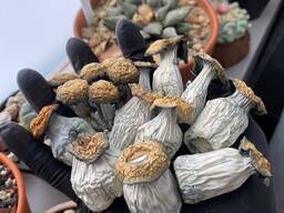 Top Quality Matias Romero – Spore Vial 10ml mushroom / Dried mushrooms / Fresh Albino A a