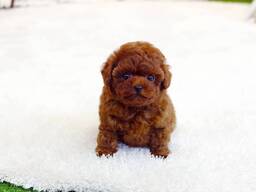 Toypoedelpuppy's zoeken een liefdevol thuis.