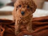 Toypoedelpuppy's zoeken een liefdevol thuis. - фото 1