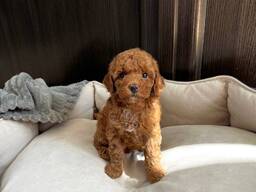 Toypoedelpuppy's – 11 weken oud