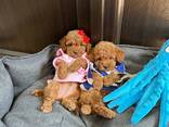 Toypoedelpuppy's – 11 weken oud - фото 2