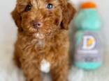 Toypoedelpuppy's zoeken een liefdevol thuis. - фото 3