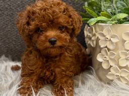 Три очаровательных щенка той-пуделя ищут новые дома!