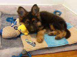 Elite Duitse Herderpuppy's