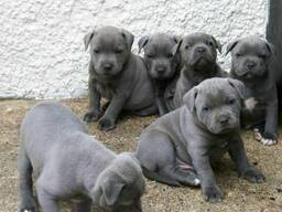 Twee mannelijke Staffordshire Terrier-puppy's