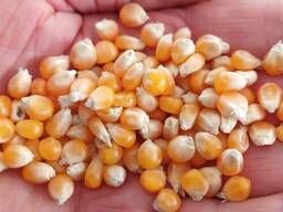 Verkoop van maïs voor popcorn 100 t