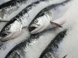 Verse zalm bevroren vis