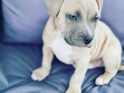 Verstandige Pitbull pups