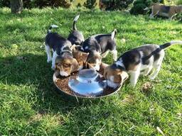 We hebben twee lieve, schattige Beagle-puppy's.