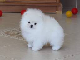 We hebben twee schattige Pomeriaan-puppy's van 3 maanden oud,