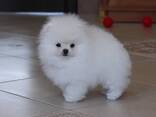 We hebben twee schattige Pomeriaan-puppy's van 3 maanden oud, - фото 2