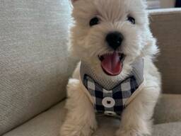 West Highland White Terrier-pupp