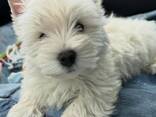 West Highland White Terrier-pupp - фото 3