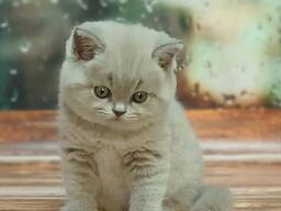 WhatsApp me op. .. ..  Britse Korthaar kittens met zuivere stamboom