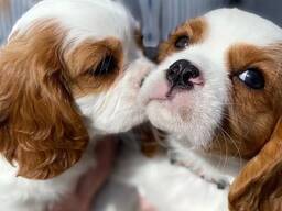 WhatsApp me op. .. ..  Cavalier King Charles pups