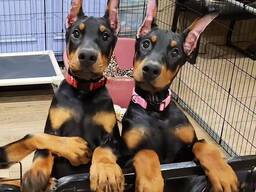WhatsApp me op.....  Dobermann-puppy's van topkwaliteit