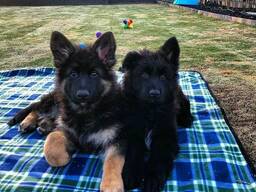 WhatsApp me op. .. ..  Duitse Herder pups KC Reg