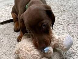 WhatsApp me op.....  Miniatuur teckel puppy's