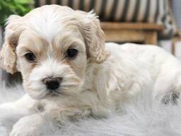 WhatsApp me op. .. ..  Prachtig nestje cavapoo-puppy's