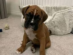 WhatsApp me op. .. ..  Prachtige KC-geregistreerde Boxerpups