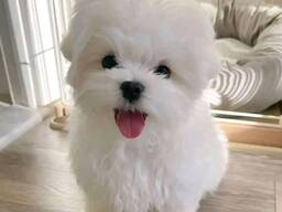 WhatsApp me op. .. ..  Prachtige Maltezer pups