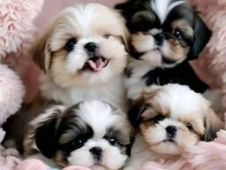 WhatsApp me op.....  Prachtige Shih Tzu-puppy's ter adoptie