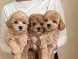 WhatsApp me op. .. ..  Prachtige Toy Maltipoo-puppy's - фото 1