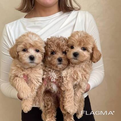 WhatsApp me op. .. ..  Prachtige Toy Maltipoo-puppy's