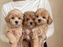 WhatsApp me op.....  Prachtige Toy Maltipoo-puppy's