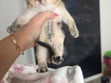 WhatsApp me op. .. ..  Scottish Fold kittens - photo 2