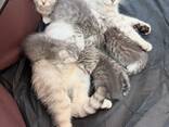 WhatsApp me op. .. ..  Scottish Fold kittens - photo 3