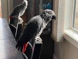 WhatsApp me op. .. ..  Super gekke tamme Afrikaanse grijze papegaaienbaby's