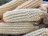 White corn - photo 1