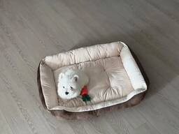 White Terrier-puppy