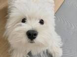 White Terrier-puppy - фото 1