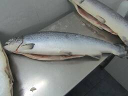 Whole salmon fish