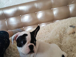 Wij hebben schattige en gezonde Franse Bulldog-puppy's klaar