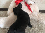 Wij hebben schattige en gezonde Franse Bulldog-puppy's klaar - фото 3