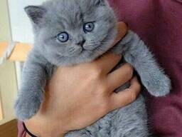 Wunderschöne Britisch Kurzhaar-Kätzchen