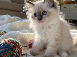 Wunderschöne Ragdoll-Kätzchen der Rasse Blue Mitted.