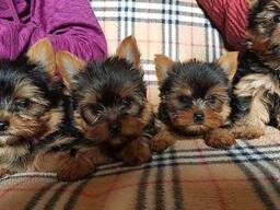 Yorkshire Terrier-puppy's zoeken een liefdevol thuis