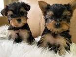 Yorkshire Terrier-puppy's zoeken een liefdevol thuis - photo 3