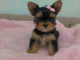 Yorkshire Terrier (Yorkie) pups van 10 weken oud – klaar voor een liefdevol thuis! - фото 3