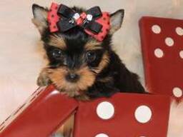 Yorkshire Terrierpuppy's