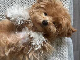 Продаются щенки мальтипу!