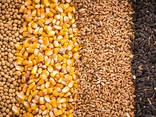 Зерно - пшеница, кукуруза, ячмень, просо, овес, рожь | Grain - фото 1