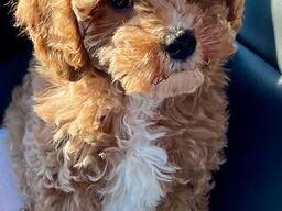 Zindelijkheidsgetrainde Cavapoo-puppy's te koop