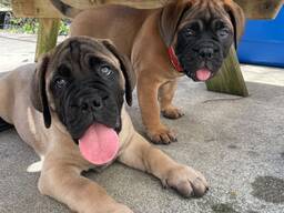 Zuiverras Bullmastiff pups te koop.